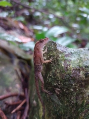 Anolis uniformis
