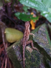 Anolis uniformis