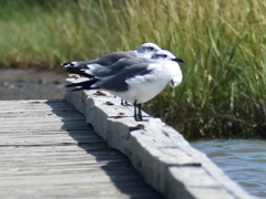 Leucophaeus atricilla