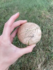 Calvatia cyathiformis