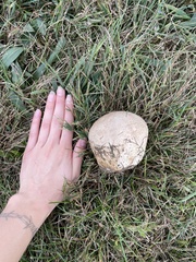 Calvatia cyathiformis