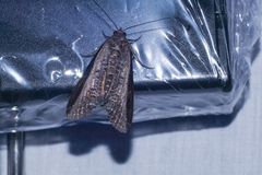 Lophoptera squammigera