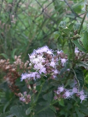 Chromolaena laevigata