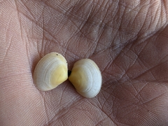 Heterodonax