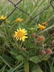 Verbesina subcordata