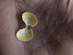Heterodonax