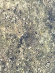 Cyprinodon macularius