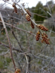Rhus aromatica