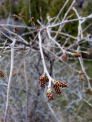 Rhus aromatica