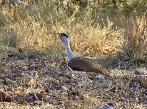 Australian Bustard