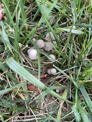 Fungi