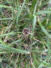 Fungi
