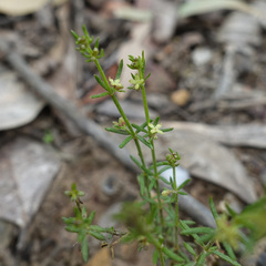 Galium gaudichaudii