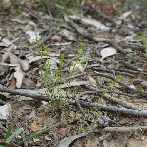 Image of Galium gaudichaudii by (c) yatesy, some rights reserved (CC BY)