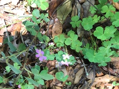 Ionoxalis