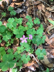 Ionoxalis