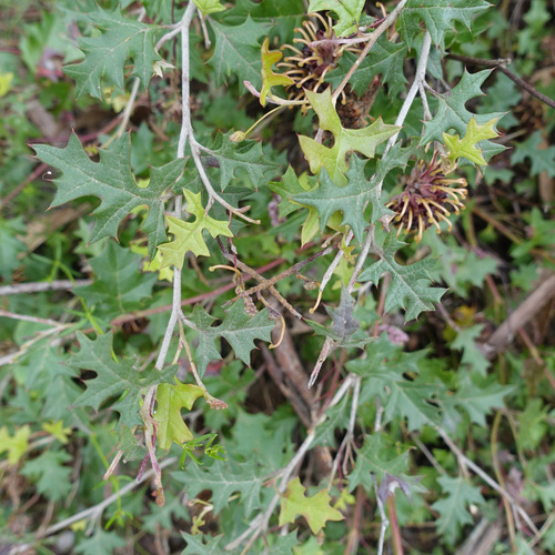 Image of Grevillea floripendula by (c) yatesy, some rights reserved (CC BY)