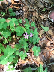 Ionoxalis
