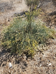 Lepidospartum squamatum