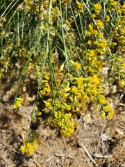 Lepidospartum squamatum