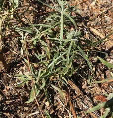 Asclepias fascicularis