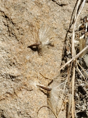 Lepidospartum squamatum