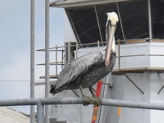 Pelecanus occidentalis