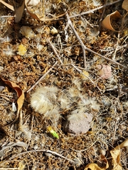 Lepidospartum squamatum