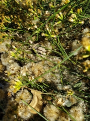 Lepidospartum squamatum