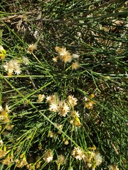 Lepidospartum squamatum