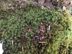 Racomitrium sudeticum