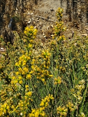 Lepidospartum squamatum