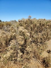 Ericameria ericoides