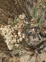 Ericameria ericoides