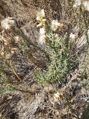 Ericameria ericoides