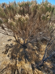 Ericameria ericoides