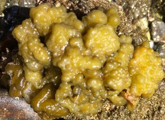 Colpomenia tuberculata