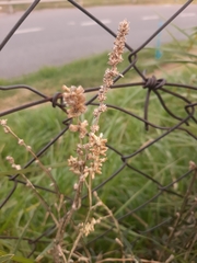 Pterocaulon cordobense