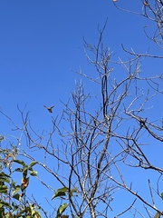 Setophaga palmarum palmarum
