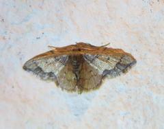Idaea kendallaria