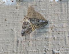 Eubolina impartialis