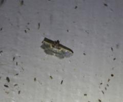 Apilocrocis brumalis