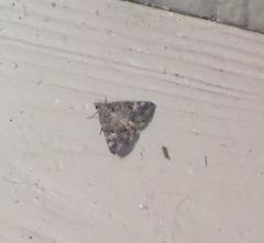 Eubolina impartialis