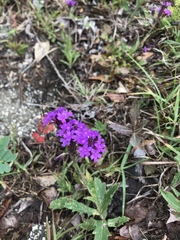 Glandularia canadensis