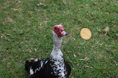 Cairina moschata domestica