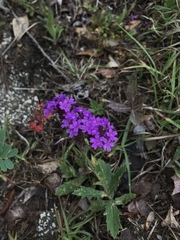 Glandularia canadensis
