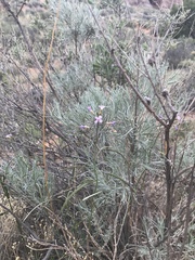 Boechera quadrangulensis