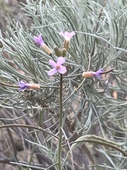 Boechera quadrangulensis