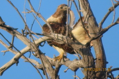 Buteo jamaicensis