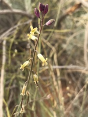 Streptanthus longirostris